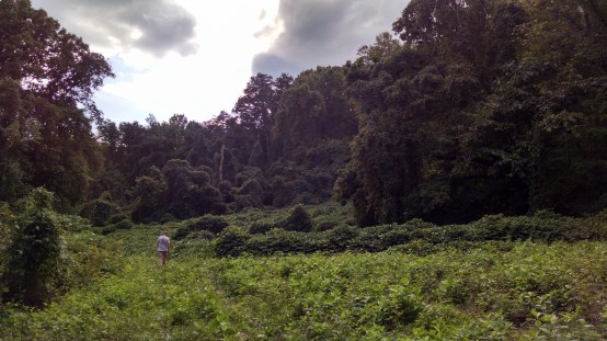Kudzu