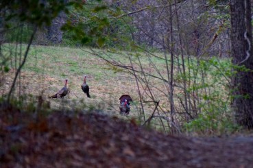 wild turkeys