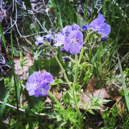 purple phacelia wildflower