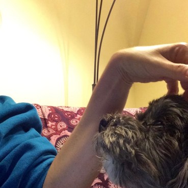 lap dog head scratch