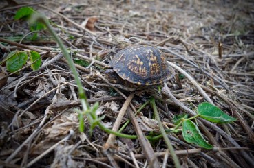 box turtle in kudzu