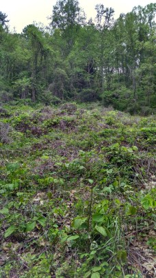 IMG_20170425_181857112_HDR