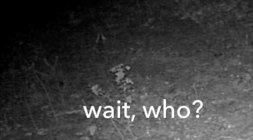 northern saw whet owl