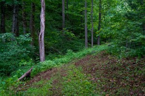 woods in the mountains