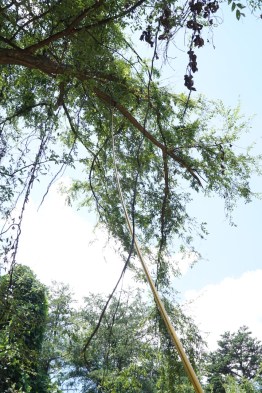 extendable stick saw