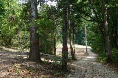 new road with trees saved
