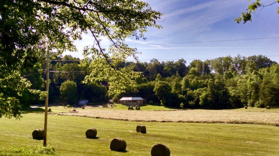 rolls of hay on a field