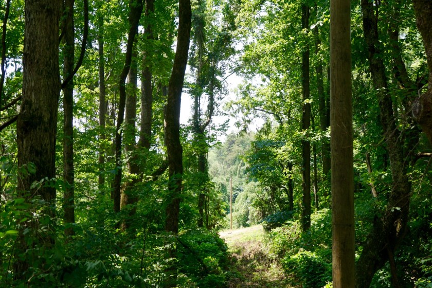 power poles in a forest