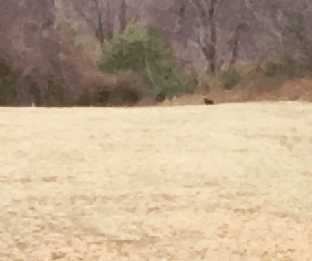 blurry black panther in the distance