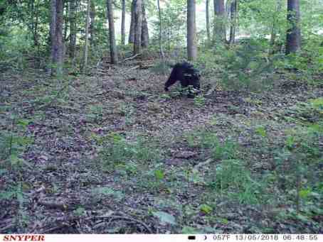 black bear in the woods on game cam