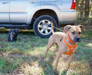 two dogs on leashes with SUV
