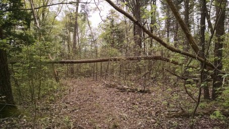 partially fallen trees in the woods