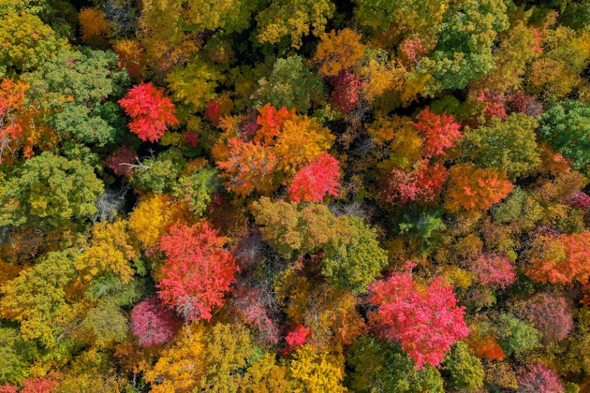 fall color Tennessee drone photo