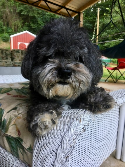 Havanese on wicker ottoman