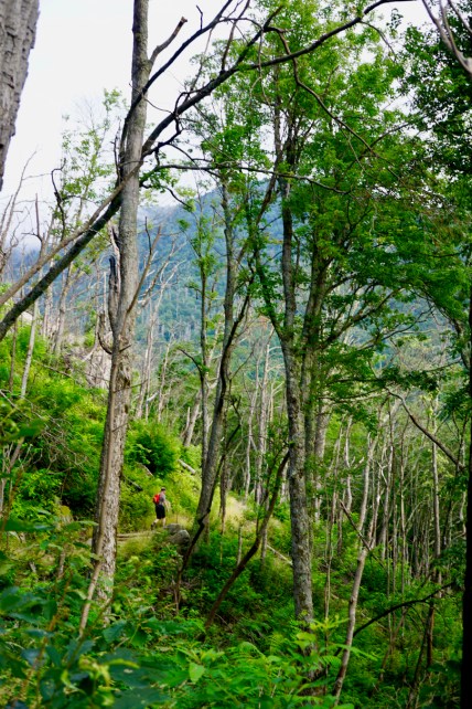 man hiking in Great Smoky Mountains