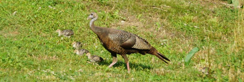 turkey hen with poults