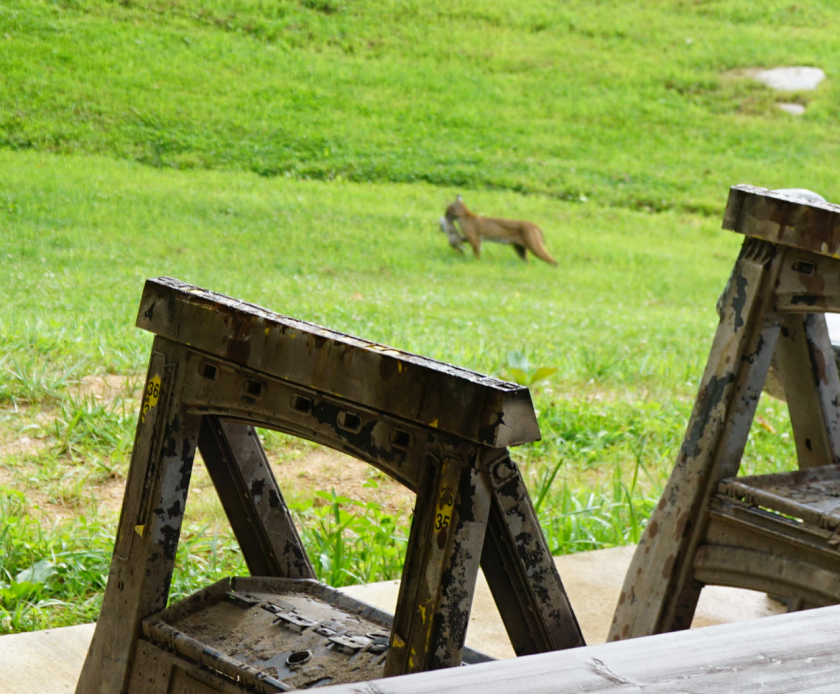 bobcat carrying catch across a green yard