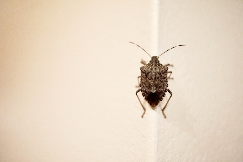 brown marmorated stinkbug