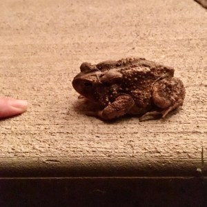 toad next to finger for scale