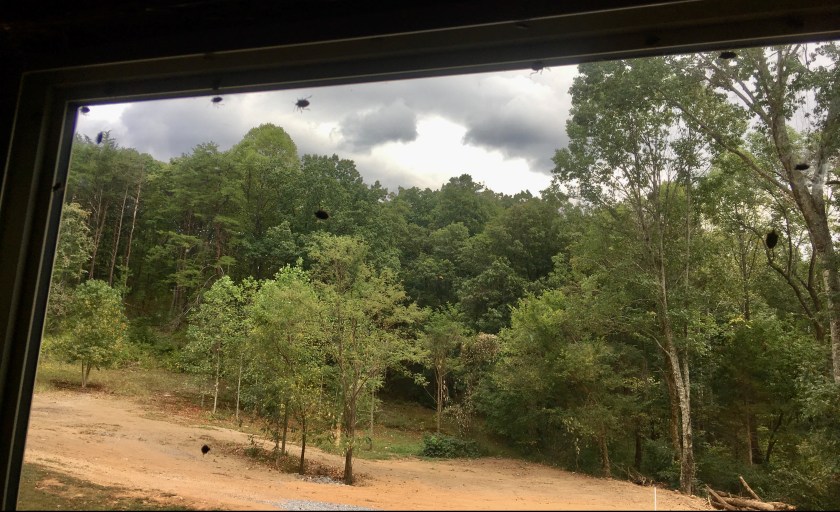 brown marmorated stinkbugs on a large window