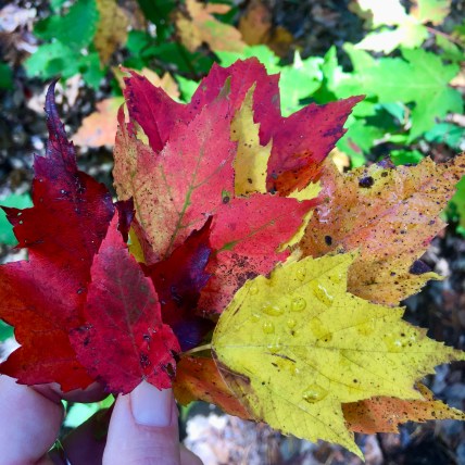 bouquet of fall color maple leaves