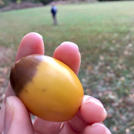 hand holding giant yellow and brown chestnut oak acorn