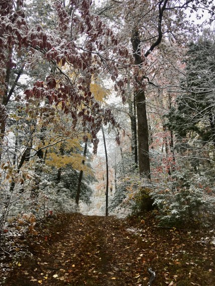 driveway with snow on fall color leaves