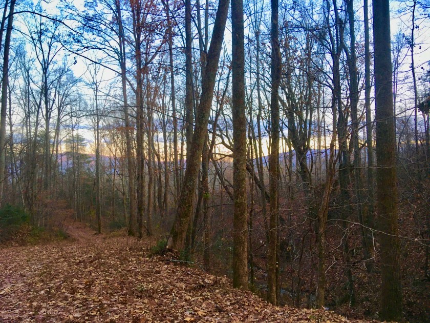 winter mountain view in smoky mountain forest