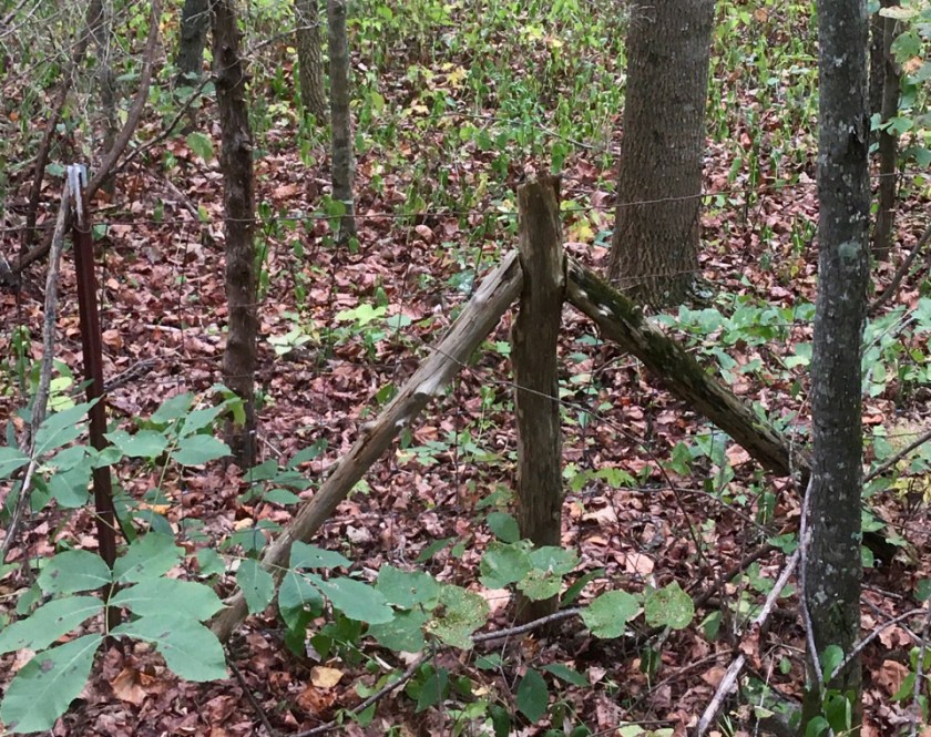 wire fence with cedar posts in the woods