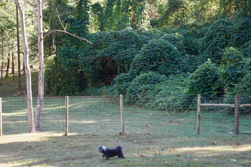 small dog in fenced in yard