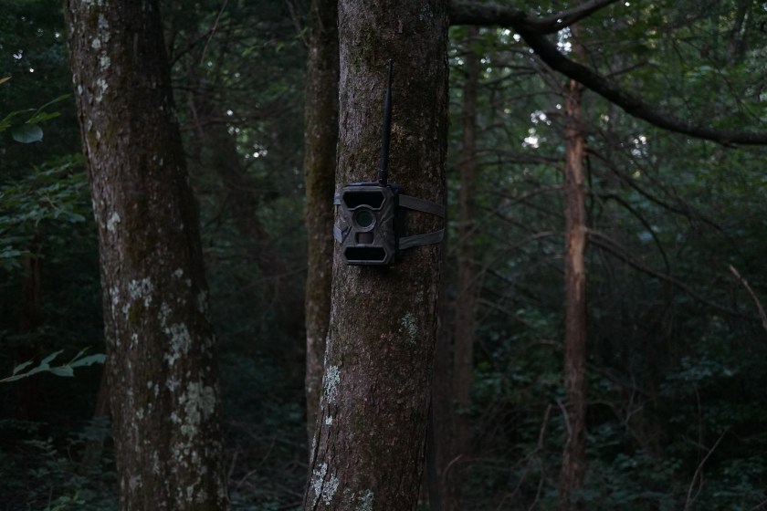 game camera on a tree