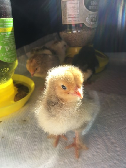 Buff Brahma chick