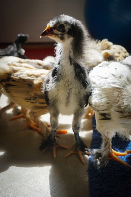 BB-3weekLangshanchick