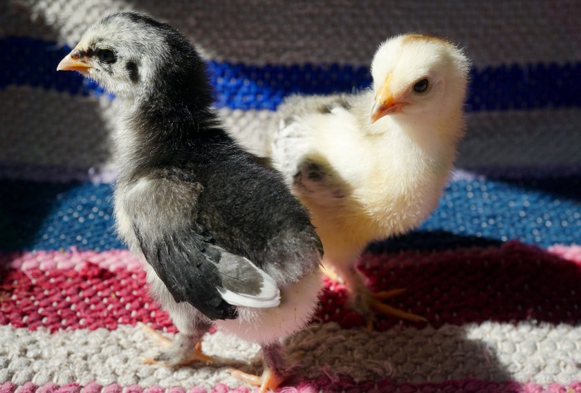 Buff Brahma and Langshan chicks 1.5 weeks old