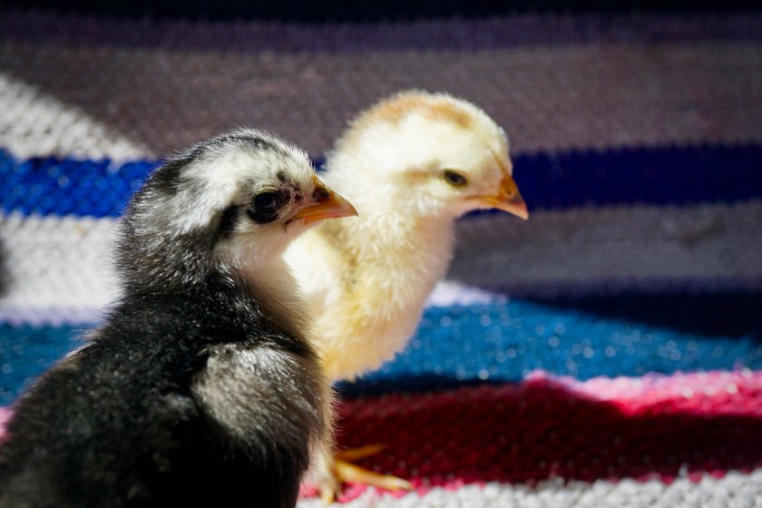Buff Brahma chick and Langshan chicks