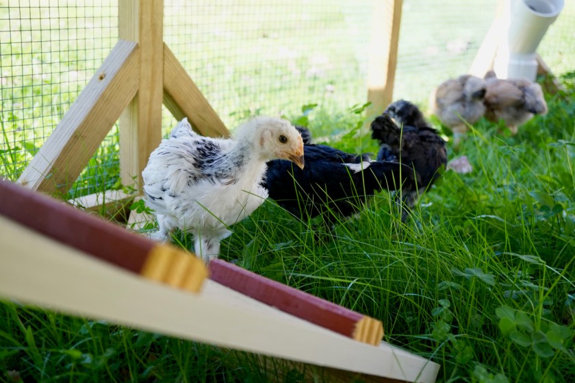 BuffBrahmaCockerel-4weeks-Tractor