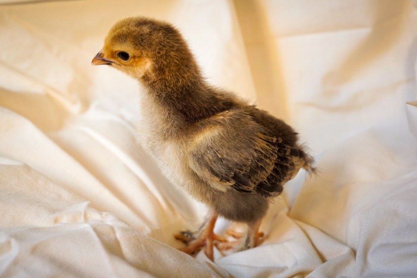 Buff Brahma chick