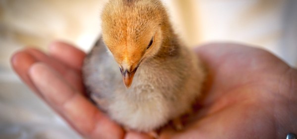 Buff Brahma pullet in a hand