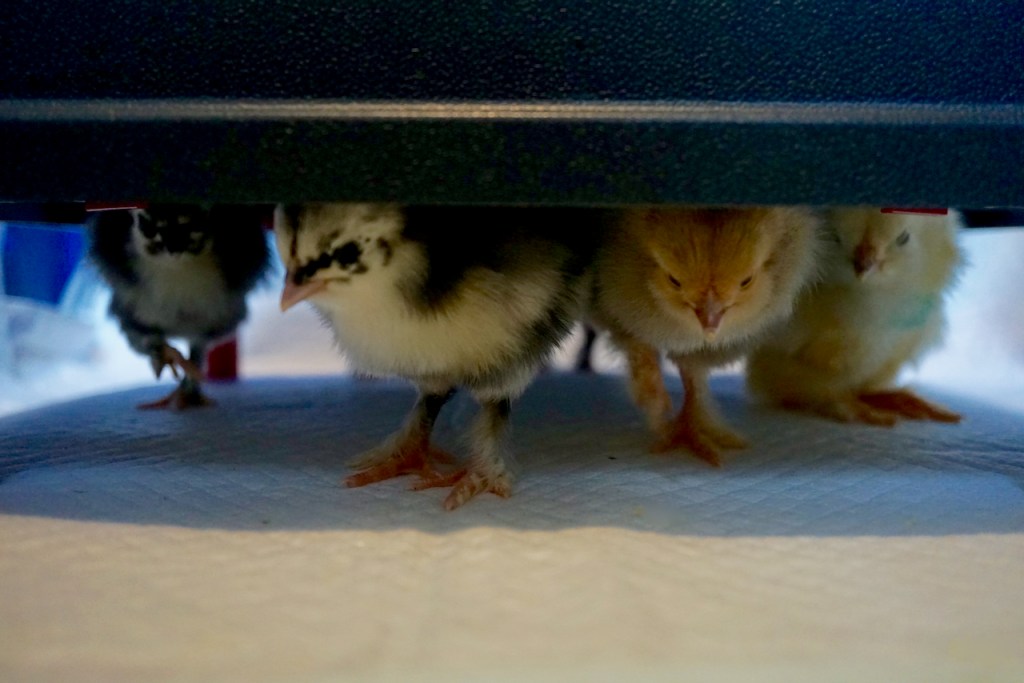 day-old Black Langshan and Buff Brahma chicks under a brooder heating plate