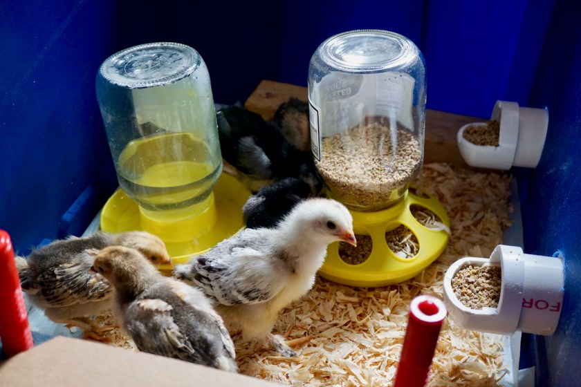 ChickswithPVCfeeders