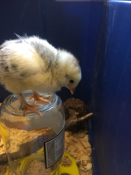 Light Brahma cockerel balancing on a food jar