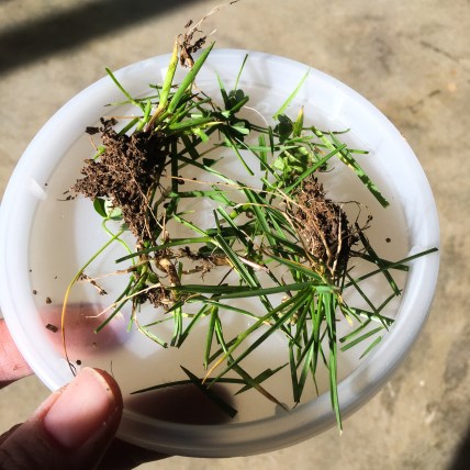 grass and dirt snacks for chicks