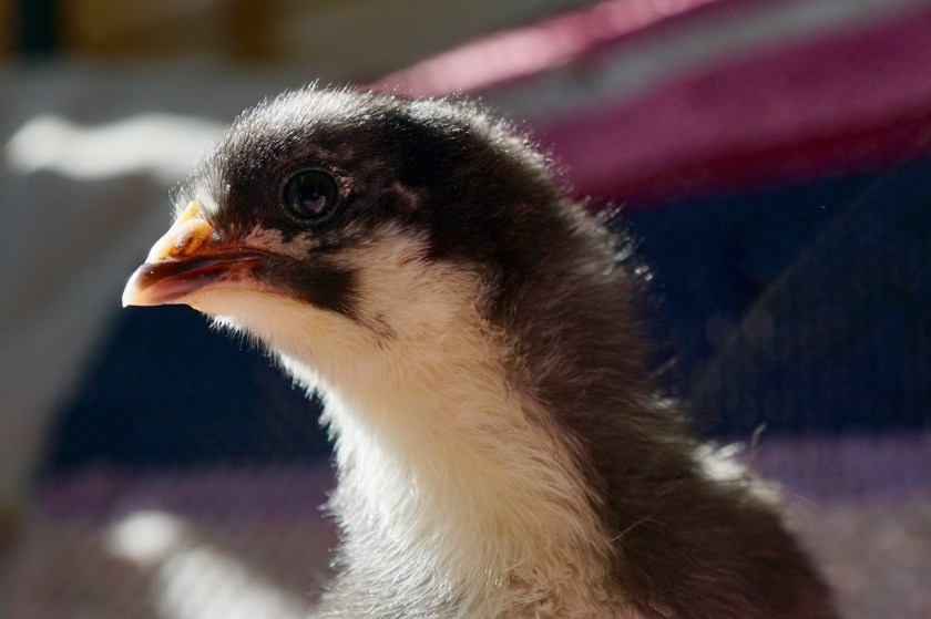 Langshan chick close up