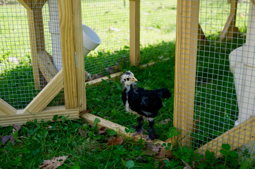 LangshaninChickenTractor-4weeks