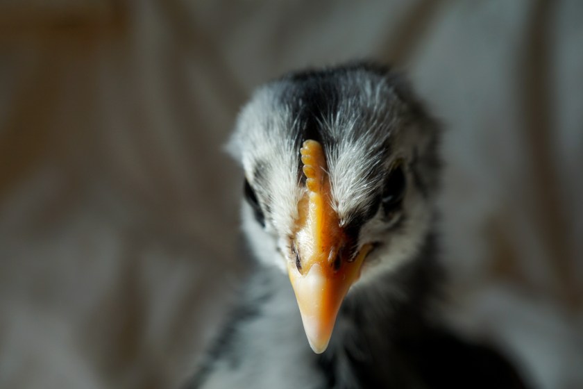 LanshanPinkiecomb-3weeks