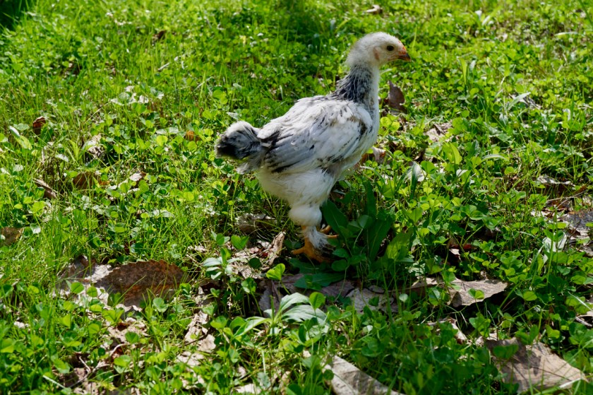 LightBrahmaCockerel-4weeks