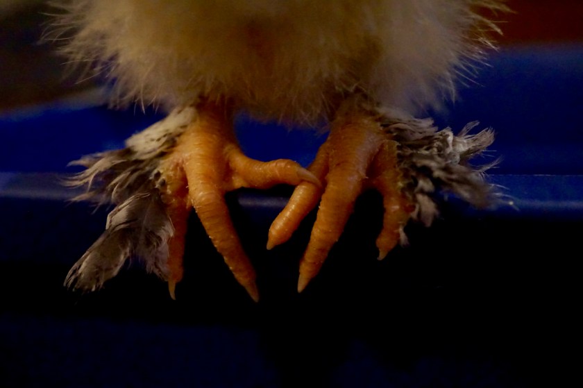 LightBrahmaCockerlFeet