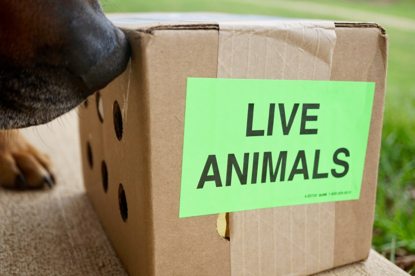 Mealworms-LIVEANIMALS