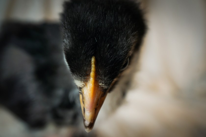 Popsicle-comb-3weekLangshan