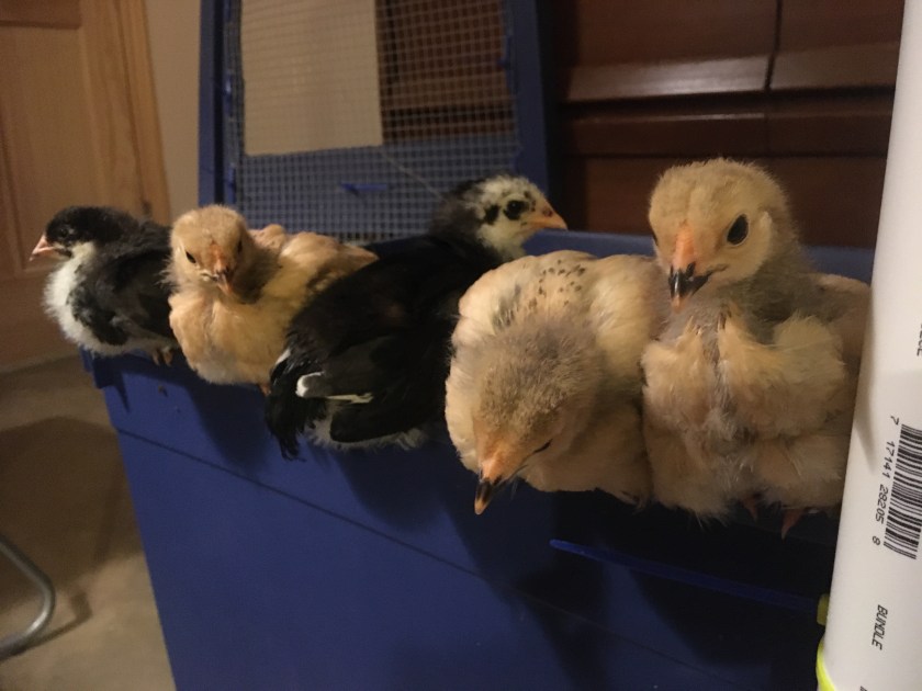 Roosting3weekBrahmaLangshanChicks
